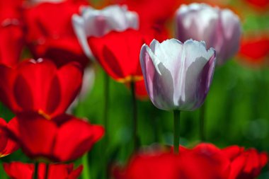 White Tulip between red blossoms (Tulipa sp.), back light, Baden-Wrttemberg, Germany, Europe  clipart