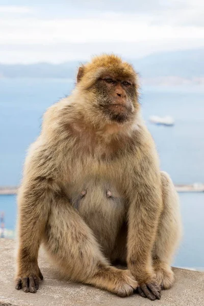 Barbary Macaque Macaca Sylvanus Gibraltar Velká Británie Evropa — Stock fotografie