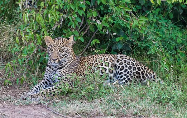 Leopárd Panthera Pardus Bokrok Előtt Fekszik Masai Mara Kenya Afrika — Stock Fotó