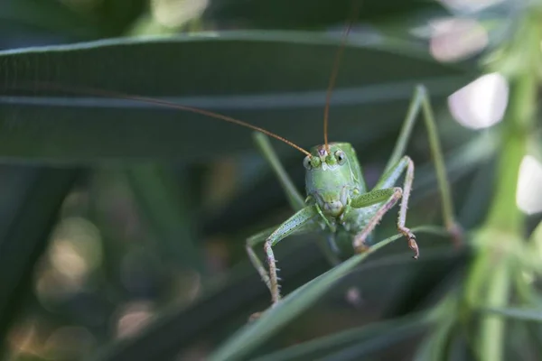 Grasshopper Great Green Bush Krikett Tettigonia Viridissima Egy Olajfa Levél — Stock Fotó