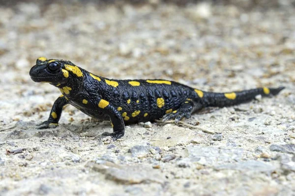 Fire salamander (Salamandra salamandra), Baden-Wrttemberg, Germany, Europe