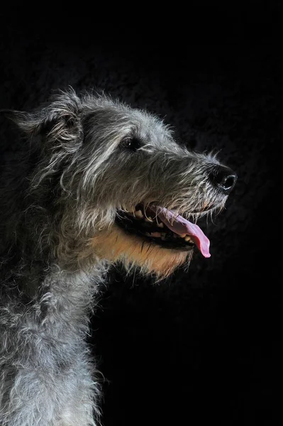 Irish Wolfhound Bitch Animal Portrait Sideways Austria Europe — 图库照片