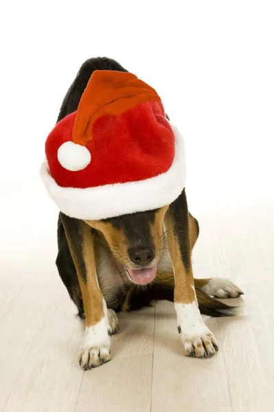 Mongrel Dog Wearing Santa Claus Hat — Stock Photo, Image