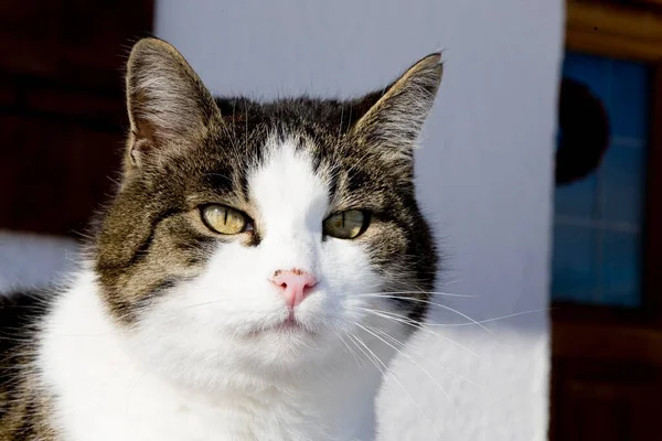 Kedi Felis Silvestris Catus Portre — Stok fotoğraf