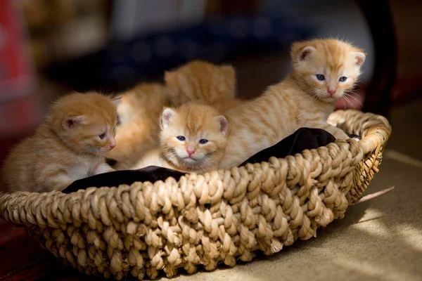 Domestic Cat Felis Catus Kittens — Stock Photo, Image