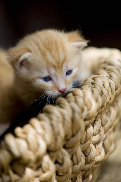 Kociaki Domowe Felis Catus — Zdjęcie stockowe