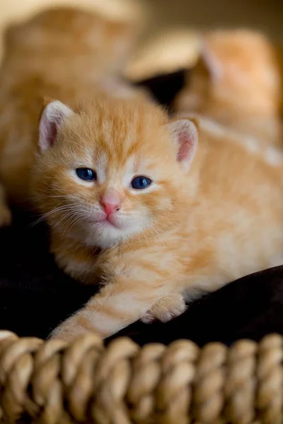 Κατοικίδια Γάτα Felis Catus Γατάκια — Φωτογραφία Αρχείου