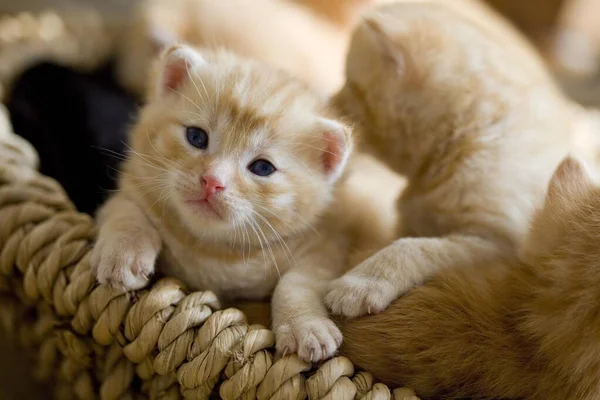 Gato Doméstico Felis Catus Gatinhos — Fotografia de Stock