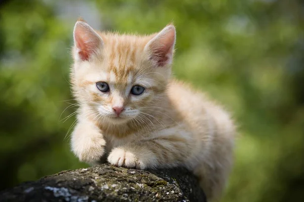 Bonito Pouco Kitty Livre Tiro — Fotografia de Stock