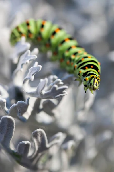 Old World Swallowtail Papilio Machaon Caterpillar — Stock Photo, Image