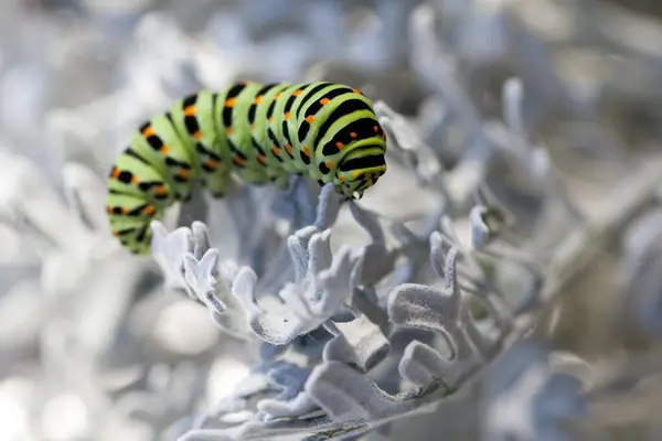Gammalt Svalg Papilio Machaon Larv — Stockfoto