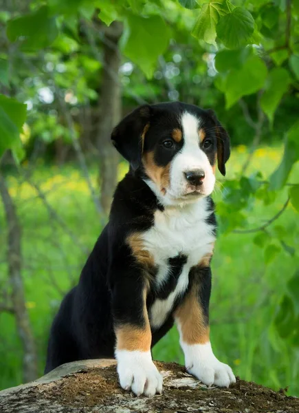 Greater Swiss Mountain Dog Puppy Bavaria Germany Europe — Stock Photo, Image