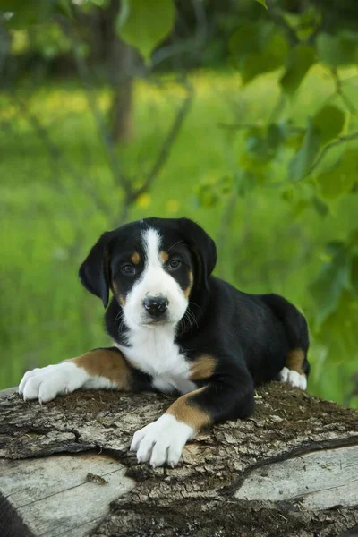 Greater Swiss Mountain Dog, puppy, Bavaria, Germany, Europe