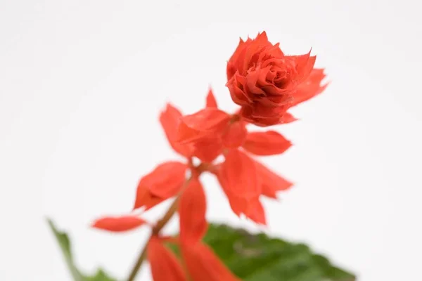 Salvia Splendens Plant Van Dichtbij Bekijken — Stockfoto