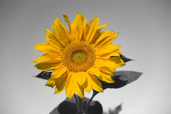 Цветок Солнца Helianthus Annuus — стоковое фото