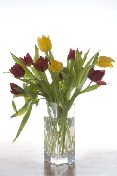 Tulips Tulipa Close View — Stock Photo, Image