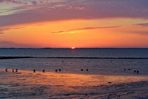 Mar Wadden Rojizo Con Aves Acuáticas Amanecer Amrum Frisia Del — Foto de Stock