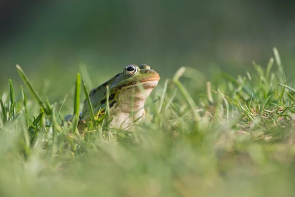 개구리 에스컬렌타 잔디에 — 스톡 사진