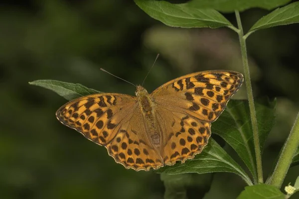 Silver Washed Fritillary Argynnis Paphia Open Wings Baden Wrttemberg Germany — Stock Photo, Image