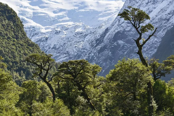Bosque Encantado Bosque Encantado Embrujado Con Glaciar Queulat Carratera Austral —  Fotos de Stock