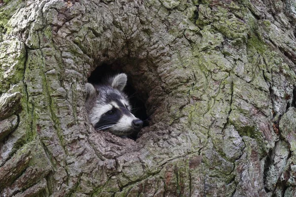 Raccoon Procyon Lotor Knothole Oak Middle Elbe Biosphere Reserve 안할트 — 스톡 사진