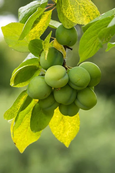Mirabelle Imatura Prunus Domestica Uma Árvore Alemanha Europa — Fotografia de Stock