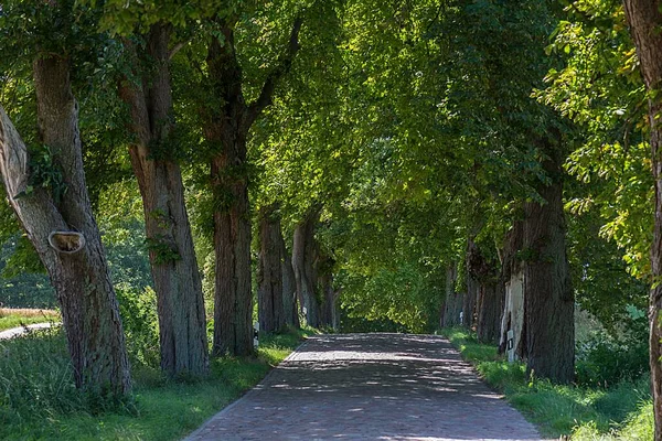 Alley Chestnut Trees Castanea Mecklemburgo Pomerânia Ocidental Alemanha Europa — Fotografia de Stock