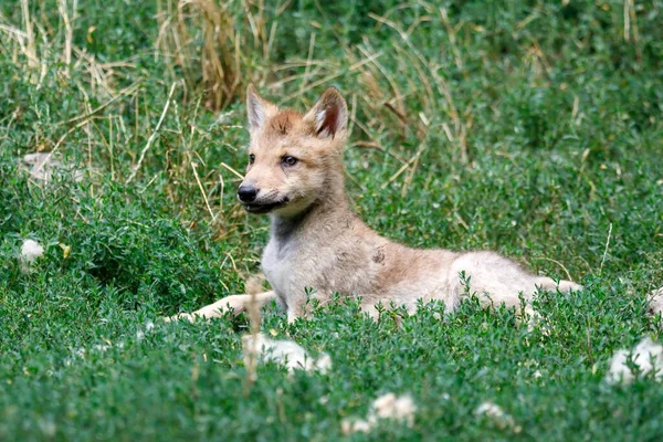 Algonquin Wolf Canis Lupus Lycaon Szczeniak Uwagą Leży Trawie Jeniec — Zdjęcie stockowe