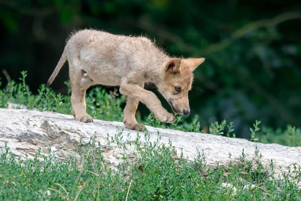 Algonquin Wolf Canis Lupus Lycaon Cachorro Corre Rocha Cativeiro Alemanha — Fotografia de Stock