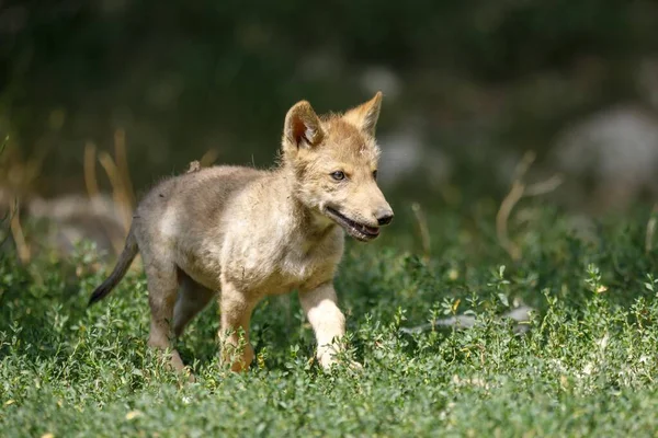 Algonquin Wolf Canis Lupus Lycaon Puppy Runs Grass Captive Germany — Stock Photo, Image