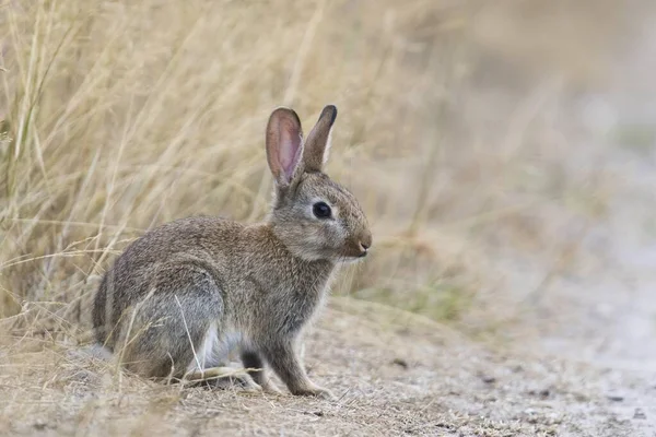 Europeiska Kaniner Oryctolagus Cuniculus Unga Djur Sitter Vid Vägkanten Emsland — Stockfoto