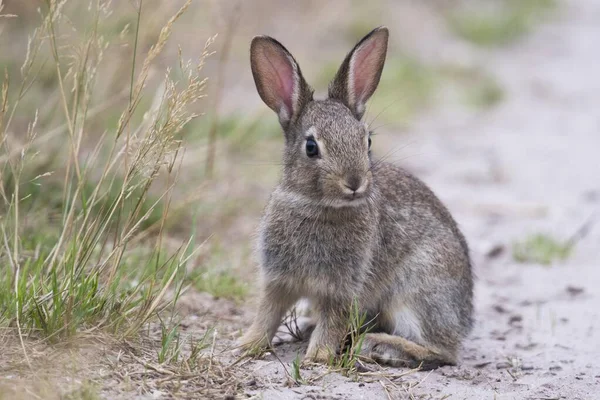Europeiska Kaniner Oryctolagus Cuniculus Unga Djur Sitter Vid Vägkanten Emsland — Stockfoto