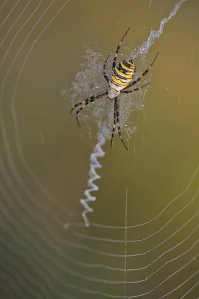Wasp Spider Argiope Bruennichi Spider Web Emp Org Lower Saxony — 图库照片