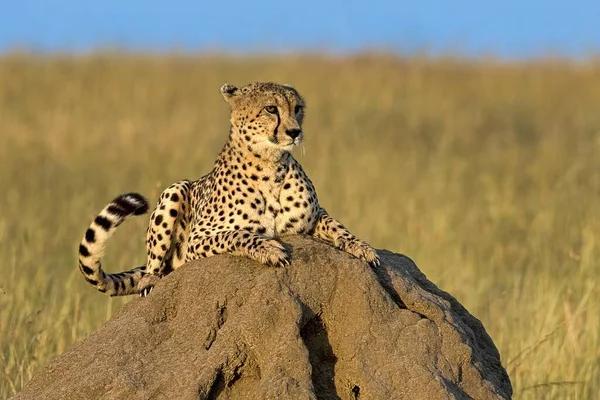 Cheetah Acinonyx Jubatus Feküdt Egy Sziklán Reggeli Nap Masai Mara — Stock Fotó