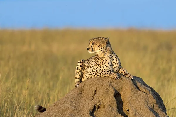 肯尼亚Masai Mara的Cheetah Acinonyx Jubatus 在清晨的阳光下躺在岩石上 — 图库照片