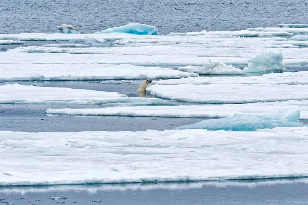 北极熊 Ursus Maritimus 在斯瓦尔巴群岛 欧洲的浮冰中游泳 — 图库照片