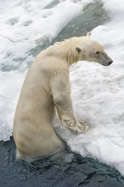 Orso Polare Ursus Maritimus Che Esce Dall Acqua Arcipelago Delle — Foto Stock