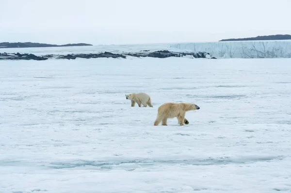 两只北极熊相互观察 斯瓦尔巴群岛 — 图库照片