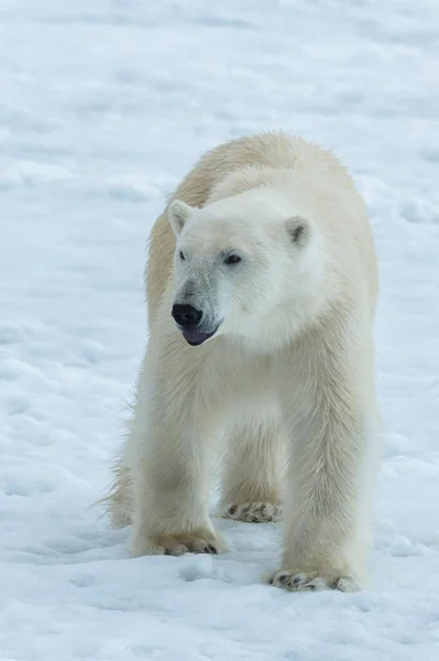 Urso Polar Ursus Maritimus Caminhando Sobre Gelo Pacote Arquipélago Svalbard — Fotografia de Stock