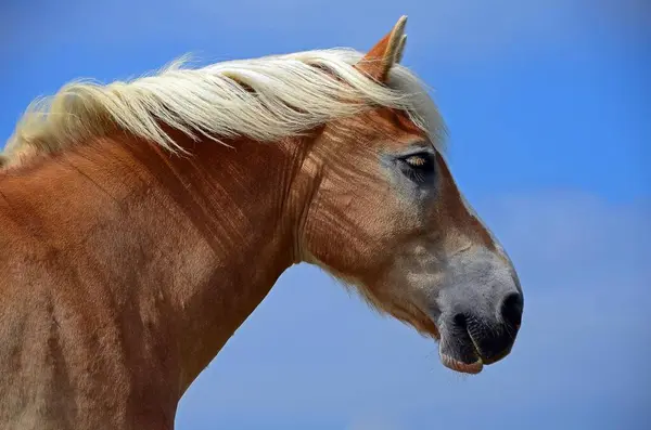 Koń Brązowy Equus Portret Zwierzęcia Hallig Hooge Szlezwik Holsztyn Niemcy — Zdjęcie stockowe