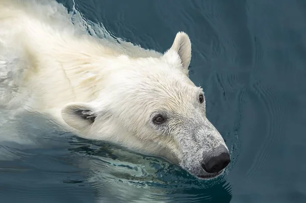 Polar Bear Ursus Maritimus Swimming Svalbard Archipelago Norway Europe Stock Image