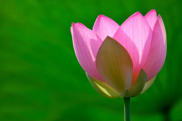 Fleur Lotus Rose Nelumbo Nucifera Allemagne Europe — Photo