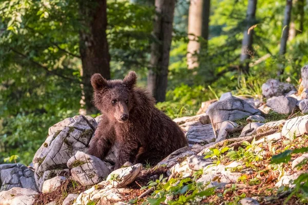 Oso Pardo Europeo Ursus Arctos Bosque Animal Joven Región Notranjska — Foto de Stock