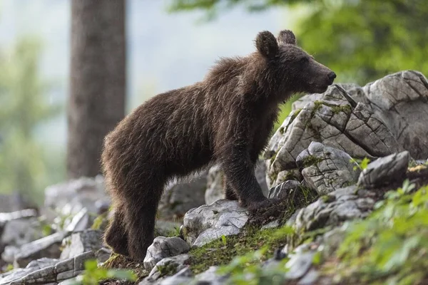 欧洲棕熊 Ursus Arctos 在森林中 幼小的动物 Notranjska地区 斯洛文尼亚 — 图库照片