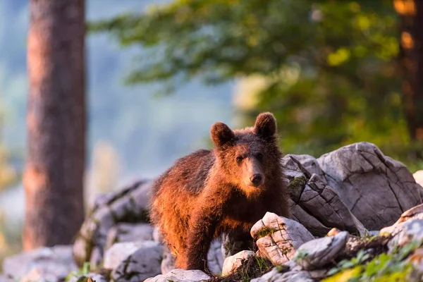European Brown Bear Ursus Arctos Forest Young Animal Notranjska Region — Stock Photo, Image