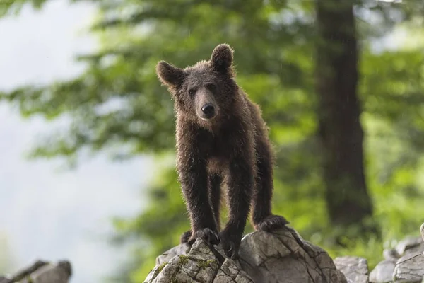 European Brown Bear Ursus Arctos Forest Young Animal Notranjska Region — Stock Photo, Image
