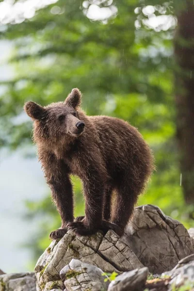 Oso Pardo Europeo Ursus Arctos Bosque Animal Joven Región Notranjska — Foto de Stock