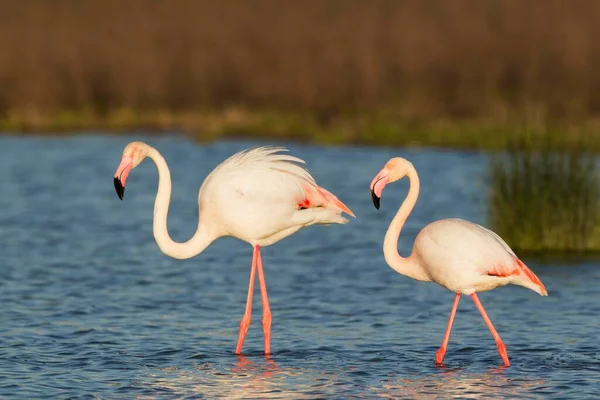 Greater Flamingo Phoenicopterus Roseus Male Left Female Laguna Fuente Piedra — Stock Photo, Image