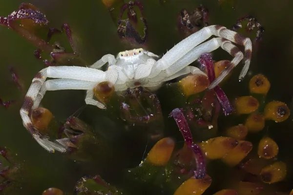 Goldenrod Crab Spider Misumena Vatia Животный Портрет Гессен Германия Европа — стоковое фото
