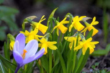 Crocus with daffodils in the garden, yellow daffodil (Narcissus pseudonarcissus), daffodil, daffodil, wild daffodil, trumpet daffodil, mullein, spring crocus (Crocus vernus), spring saffron clipart
